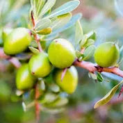 Argan Oil (Refined)