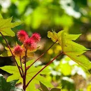 Castor Oil BP
