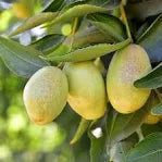 Jojoba Golden Oil