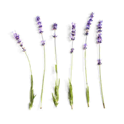 Lavender Fragrance Oil
