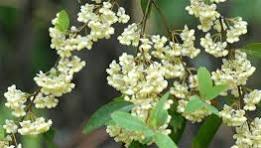 May Chang Essential Oil