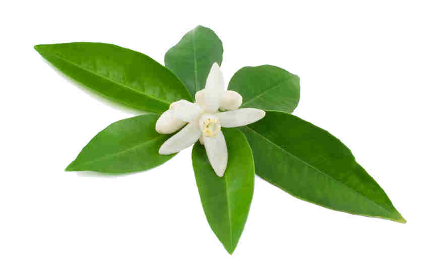 Neroli Light Essential Oil